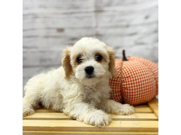 Cavachon DOG Male 15014 Petland Grove City & Columbus, Ohio