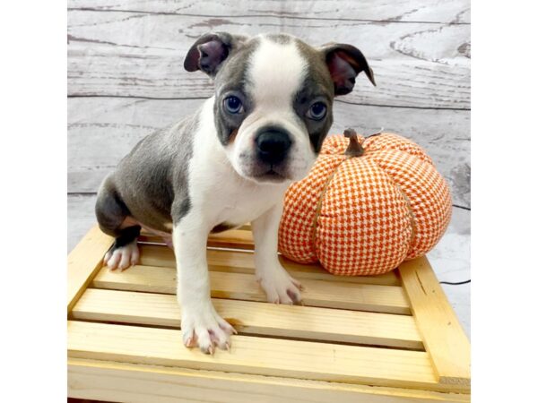 Boston Terrier-DOG-Male--15012-Petland Grove City & Columbus, Ohio