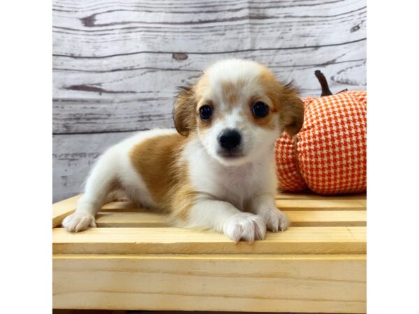 Chihuahua-DOG-Male-Fawn-15010-Petland Grove City & Columbus, Ohio