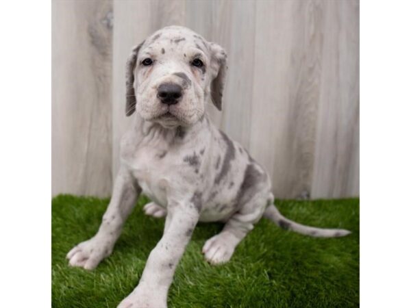 Great Dane/Neapolitan Mastiff DOG Female Blue Merle 15045 Petland Grove City & Columbus, Ohio