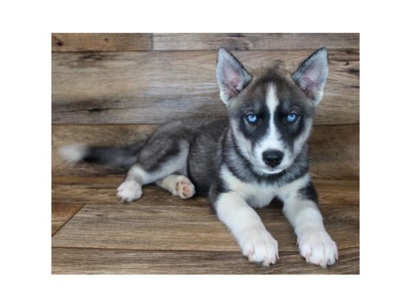 Siberian Husky DOG Female Agouti / White 15021 Petland Grove City & Columbus, Ohio