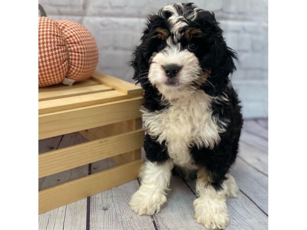 Bernedoodlier Mini DOG Male Tri-Colored 15030 Petland Grove City & Columbus, Ohio