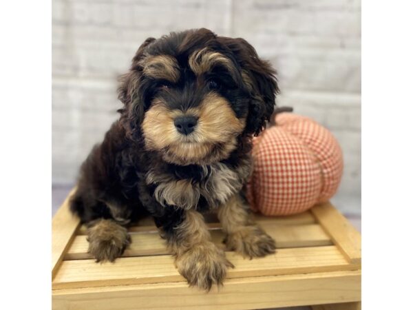 Cavapoo DOG Male Black / Tan 15017 Petland Grove City & Columbus, Ohio