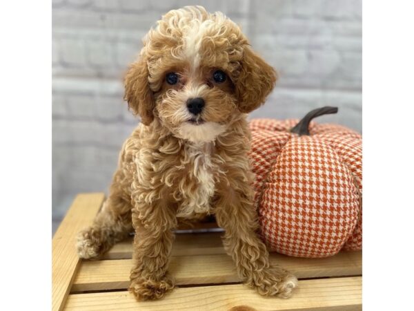 Cavapoo-DOG-Female--15028-Petland Grove City & Columbus, Ohio