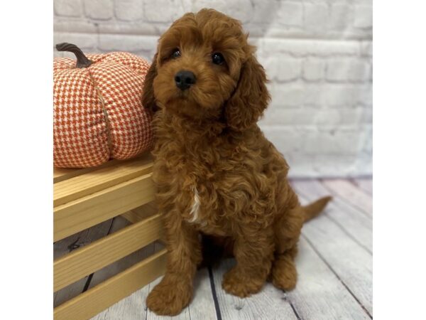 Cavapoo-DOG-Male--15029-Petland Grove City & Columbus, Ohio