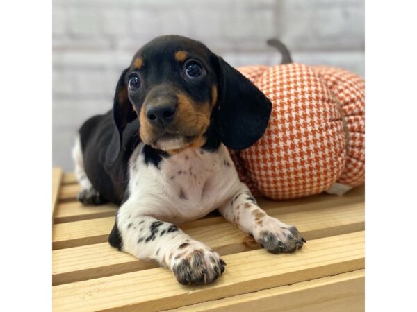 Dachshund-DOG-Male-Black / Tan-15027-Petland Grove City & Columbus, Ohio