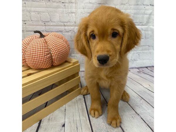 Golden Retriever DOG Male Golden 15018 Petland Grove City & Columbus, Ohio