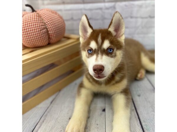 Siberian Husky DOG Male 15032 Petland Grove City & Columbus, Ohio