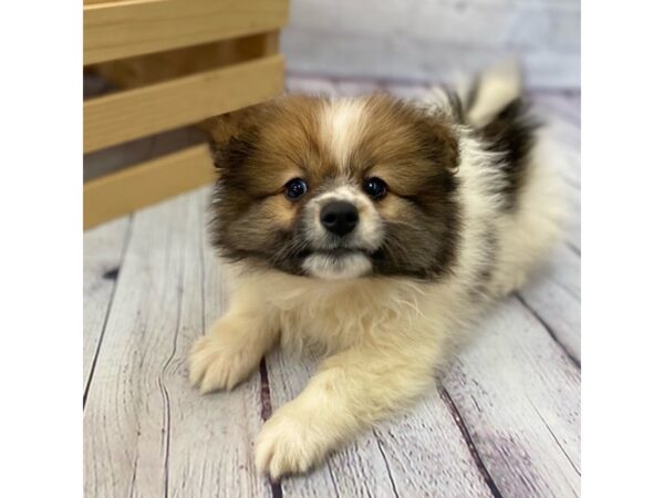 Pomeranian-DOG-Male--15031-Petland Grove City & Columbus, Ohio