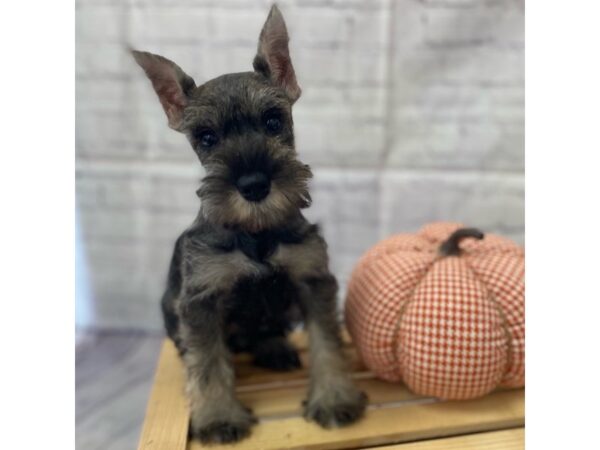 Miniature Schnauzer DOG Female Salt / Pepper 15020 Petland Grove City & Columbus, Ohio