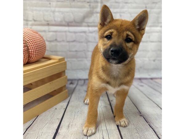 Shiba Inu DOG Female Red Sesame 15022 Petland Grove City & Columbus, Ohio