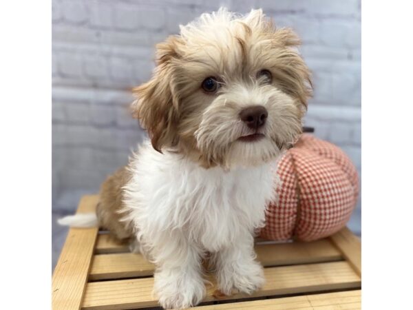 Teddy Bear DOG Male Gold / White 15008 Petland Grove City & Columbus, Ohio