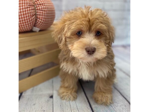 Yorkiepoo DOG Male Chocolate / Tan 15026 Petland Grove City & Columbus, Ohio