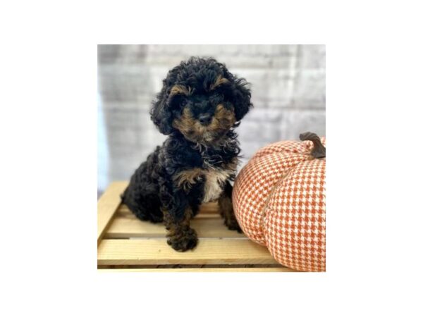 Toy Poodle DOG Male 15036 Petland Grove City & Columbus, Ohio