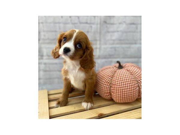 Cavalier King Charles Spaniel DOG Female Ruby 15035 Petland Grove City & Columbus, Ohio