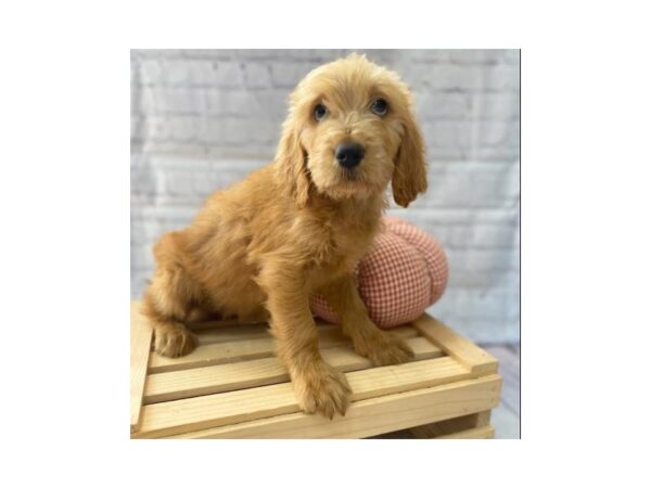 Goldendoodle DOG Female Golden 15033 Petland Grove City & Columbus, Ohio