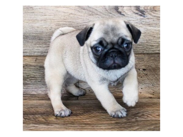 Pug DOG Female Fawn 15043 Petland Grove City & Columbus, Ohio