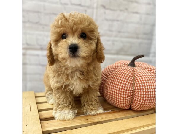 Poochon-DOG-Male-Apricot-15034-Petland Grove City & Columbus, Ohio