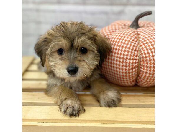 Morkie DOG Female Golden 15039 Petland Grove City & Columbus, Ohio