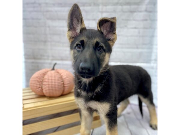 German Shepherd Dog-DOG-Female-Black / Tan-15042-Petland Grove City & Columbus, Ohio