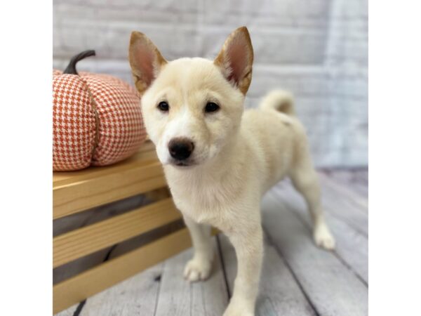 Shiba Inu DOG Female Cream 15044 Petland Grove City & Columbus, Ohio