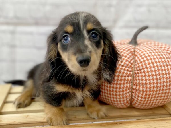 Dachshund DOG Male Dapple 15046 Petland Grove City & Columbus, Ohio