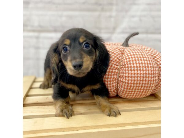 Dachshund DOG Male Black / Tan 15047 Petland Grove City & Columbus, Ohio