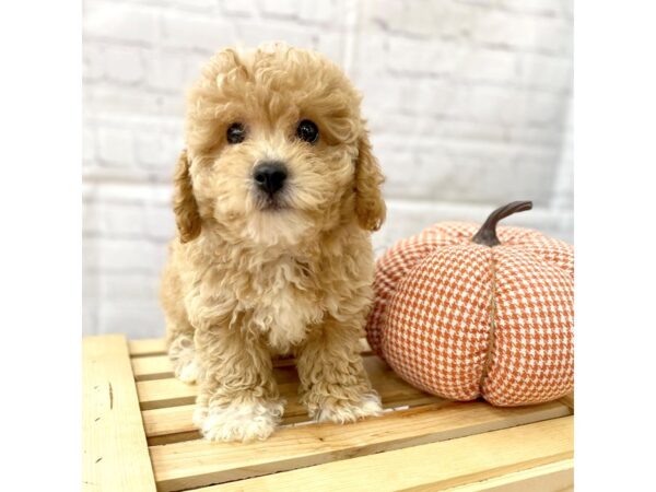 Poochon-DOG-Female--15052-Petland Grove City & Columbus, Ohio