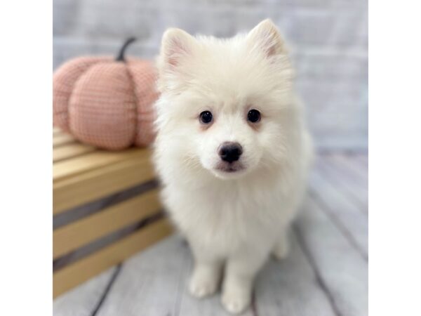 White shop pomsky dog