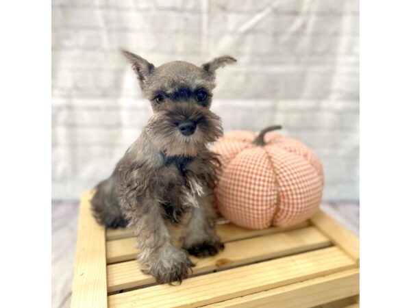 Miniature Schnauzer DOG Female Black / Silver 15049 Petland Grove City & Columbus, Ohio