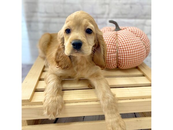 Cocker Spaniel DOG Female Red 15037 Petland Grove City & Columbus, Ohio