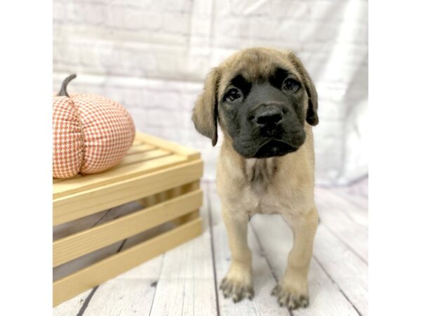 English Mastiff-DOG-Female--15056-Petland Grove City