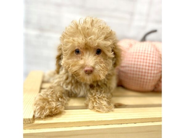 Toy Poodle DOG Male 15055 Petland Grove City & Columbus, Ohio