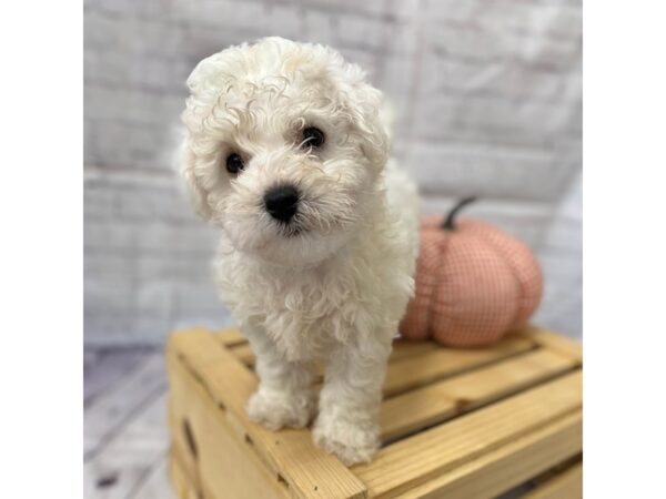 Bichon Frise DOG Male White 15054 Petland Grove City & Columbus, Ohio