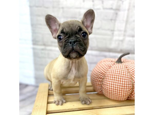 French Bulldog DOG Female Fawn 15053 Petland Grove City & Columbus, Ohio