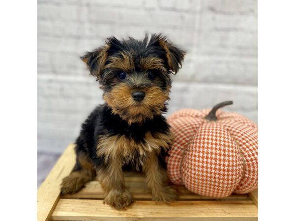 Yorkshire Terrier DOG Male Black / Tan 15038 Petland Grove City & Columbus, Ohio