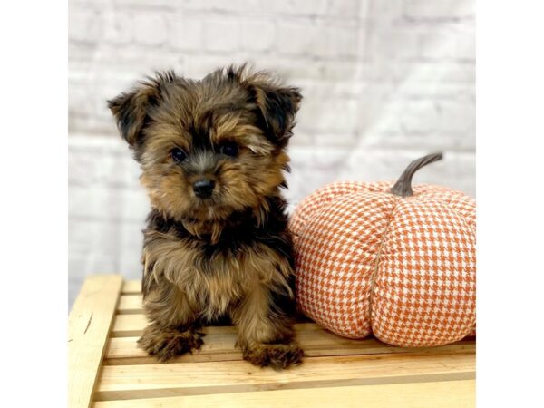 Yorkshire Terrier DOG Male Black / Tan 15040 Petland Grove City & Columbus, Ohio