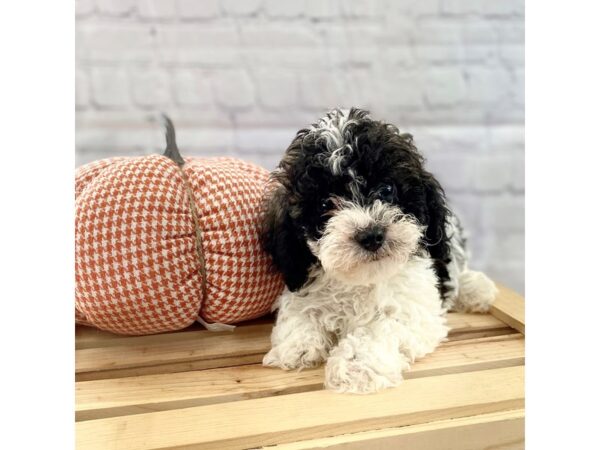 Bichapoo-DOG-Male--15065-Petland Grove City