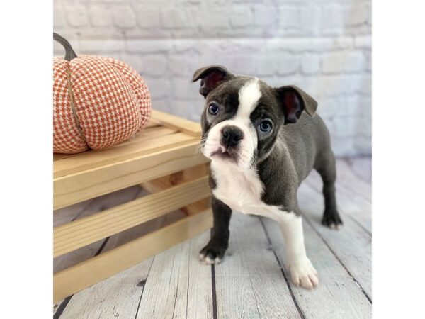 Boston Terrier DOG Male 15064 Petland Grove City & Columbus, Ohio