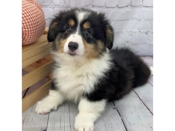 Pembroke Welsh Corgi-DOG-Male--15063-Petland Grove City & Columbus, Ohio