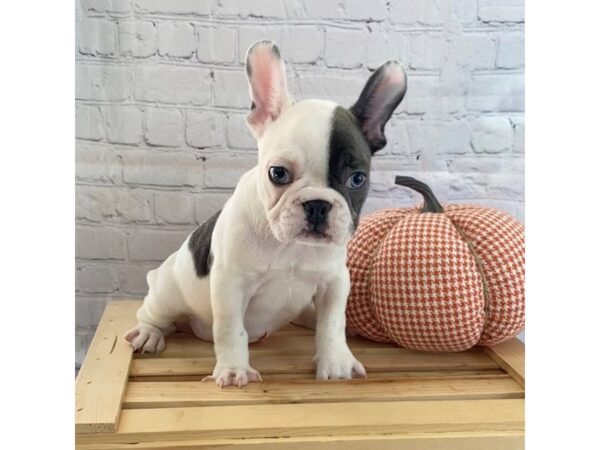 French Bulldog DOG Female Blue 15062 Petland Grove City & Columbus, Ohio