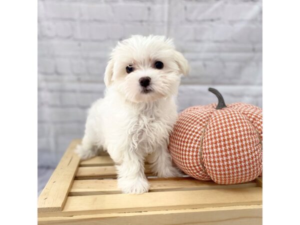 Maltese DOG Female White 15061 Petland Grove City & Columbus, Ohio