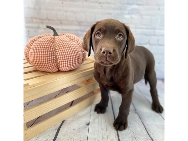 Labrador Retriever DOG Female Chocolate 15060 Petland Grove City & Columbus, Ohio