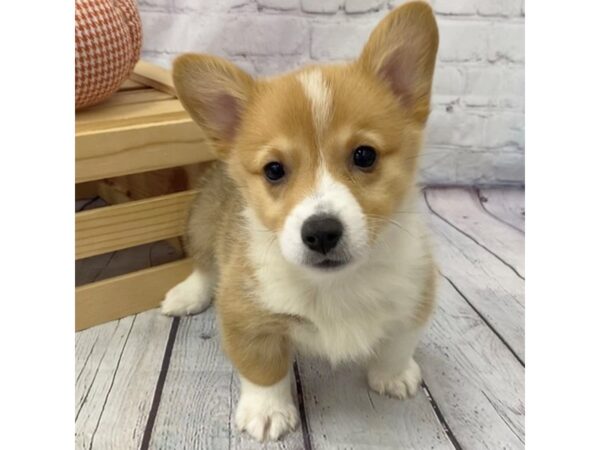 Pembroke Welsh Corgi DOG Male Red 15058 Petland Grove City & Columbus, Ohio