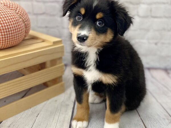 Miniature American Shepherd DOG Female Black 15057 Petland Grove City & Columbus, Ohio