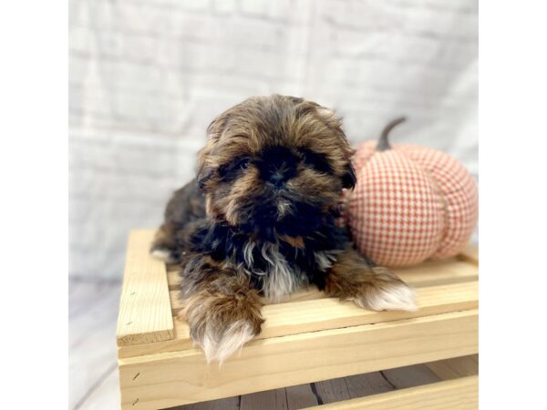 Shih Tzu-DOG-Male-Gold-15059-Petland Grove City & Columbus, Ohio