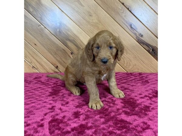 Goldendoodle DOG Male Red 15071 Petland Grove City & Columbus, Ohio