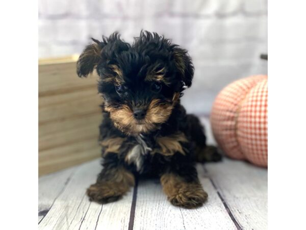 Yorkiepoo DOG Male Black / Tan 15070 Petland Grove City & Columbus, Ohio