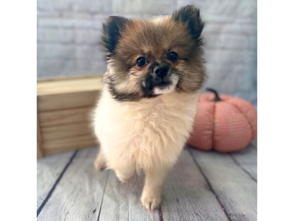 Pomeranian-DOG-Male--15073-Petland Grove City & Columbus, Ohio