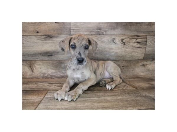 Great Dane DOG Female Red Merle 15089 Petland Grove City & Columbus, Ohio